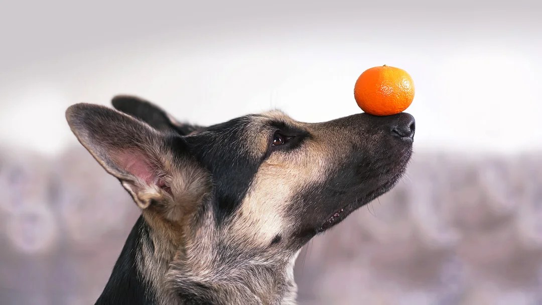 What Can Dogs Eat? Is Curd Good For Dogs or Not Purina